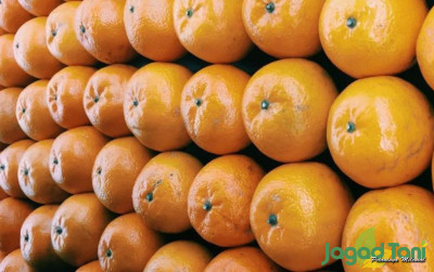 uploads/news/2021/12/sayur-dan-buah-untuk-1366108a4eaec73_400.jpg