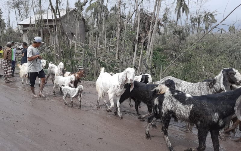 uploads/news/2021/12/semeru-meletus-ratusan-hewan-4467004607d64cc.JPG