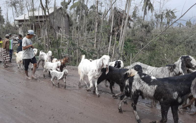 uploads/news/2021/12/semeru-meletus-ratusan-hewan-4467004607d64cc_400.JPG