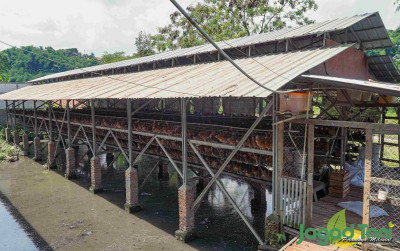 uploads/news/2021/12/solusi-menghilangkan-amonia-di-8974693830b62e4_400.jpg