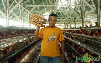 uploads/news/2021/12/sukses-dari-ternak-ayam-31615b1566d6c87_400.JPG