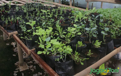 uploads/news/2021/12/tips-agar-tabulampot-cepat-8326273e0f509b3_400.JPG