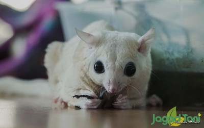 uploads/news/2021/12/tips-menghindari-sugar-glider-564593a0abce7b5_400.jpg