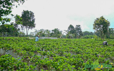 uploads/news/2022/01/-healing-hemat-di-kebun-962545facfc9a93_400.jpg