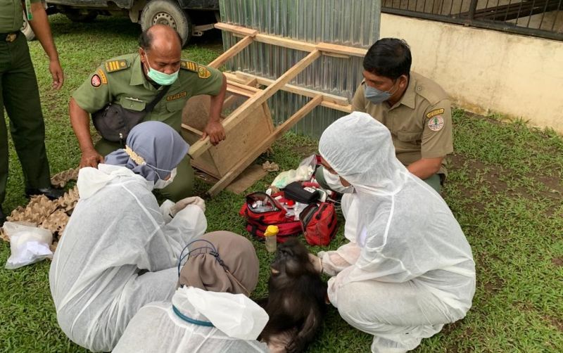 uploads/news/2022/01/6-satwa-dilindungi-diselamatkan-5992421bbbe780f.jpeg