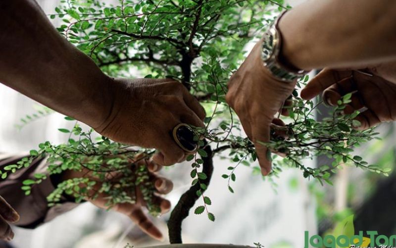 uploads/news/2022/01/7-bonsai-termahal-versi-1458679dfc4727a.jpeg