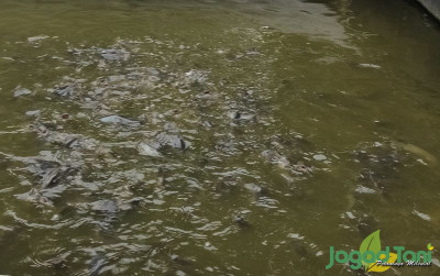 uploads/news/2022/01/air-kolam-lele-lebih-959260d7b4975af_400.jpeg