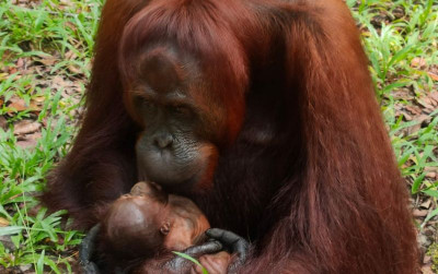 uploads/news/2022/01/bayi-orangutan-ke-100-bernama-74602147dff728b_400.jpeg