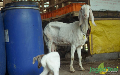 uploads/news/2022/01/begini-perawatan-setelah-kambing-97656e3e600128e_400.jpg