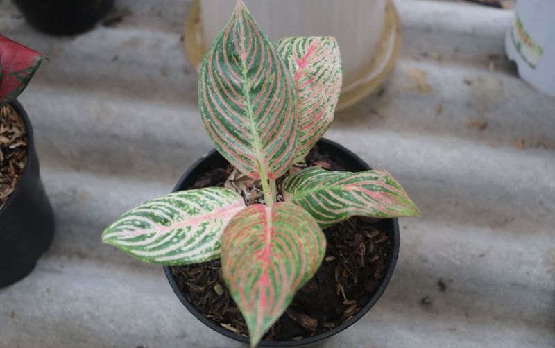 uploads/news/2022/01/inilah-alasan-mengapa-aglaonema-2043311345a3f76.JPG