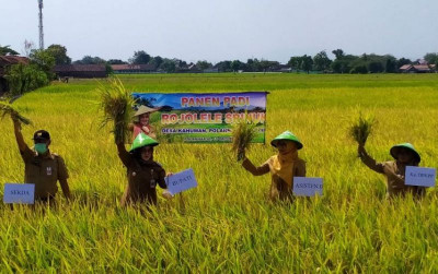 uploads/news/2022/01/jelang-puncak-panen-harga-356460c59e90f77_400.jpg