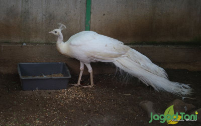 uploads/news/2022/01/kandang-yang-ideal-untuk-75204ef6a9f36f6_400.JPG