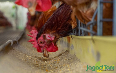 uploads/news/2022/01/keuntungan-pakan-probiotik-bagi-42745ca66c759a8_400.jpg
