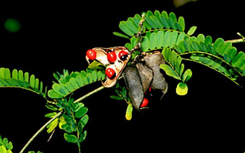 uploads/news/2022/01/khasiat-daun-saga-bagi-2860360bf1dc6d5.jpg
