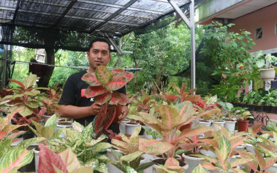 uploads/news/2022/01/kirim-aglaonema-sampai-ke-2464201b0d89858_400.JPG