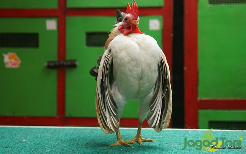 uploads/news/2022/01/memilih-ayam-serama-calon-759934e6c98e936.jpg