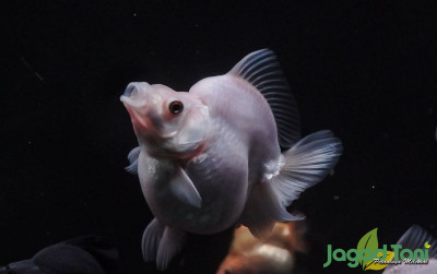 uploads/news/2022/01/memilih-ikan-mas-koki-48761e758f119d9_400.jpg