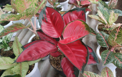 uploads/news/2022/01/pentingnya-vitamin-untuk-aglaonema-860383047b7982b_400.JPG