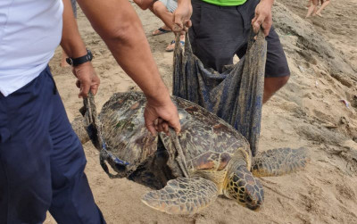 uploads/news/2022/01/penyu-hasil-sitaan-tni-50930fe8ce0cade_400.jpeg
