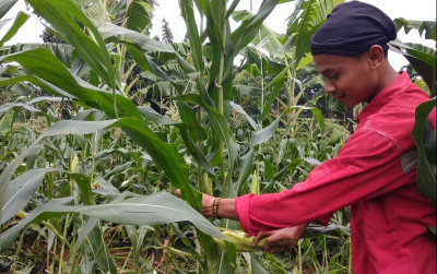 uploads/news/2022/01/senyum-petani-jagung-di-2174412f6bb191d_400.jpg