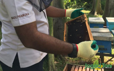 uploads/news/2022/02/apis-mellifera-lebah-madu-426864d21dc498b_400.JPG