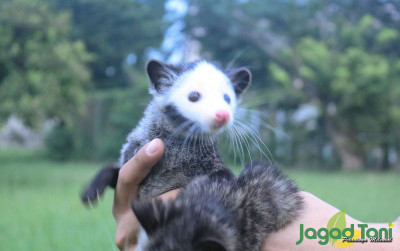 uploads/news/2022/02/asal-usul-nama-musang-5362584825751ed_400.jpg