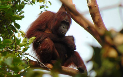 uploads/news/2022/02/bayi-orangutan-ke-101-diberi-5904798a5541930_400.jpeg