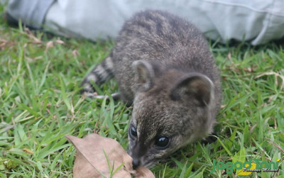 uploads/news/2022/02/bikin-bayi-musang-sehat--3998306b0099485_400.jpg