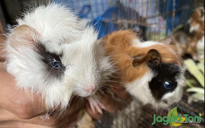 uploads/news/2022/02/cara-membedakan-marmot-dan-501093dfd30fb85_400.jpg