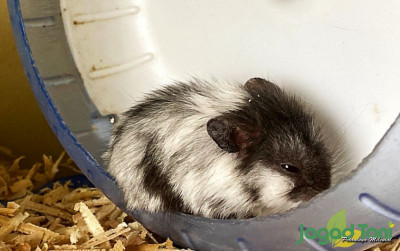 uploads/news/2022/02/ciri-hamster-stress-dan-35401656829d585_400.jpg