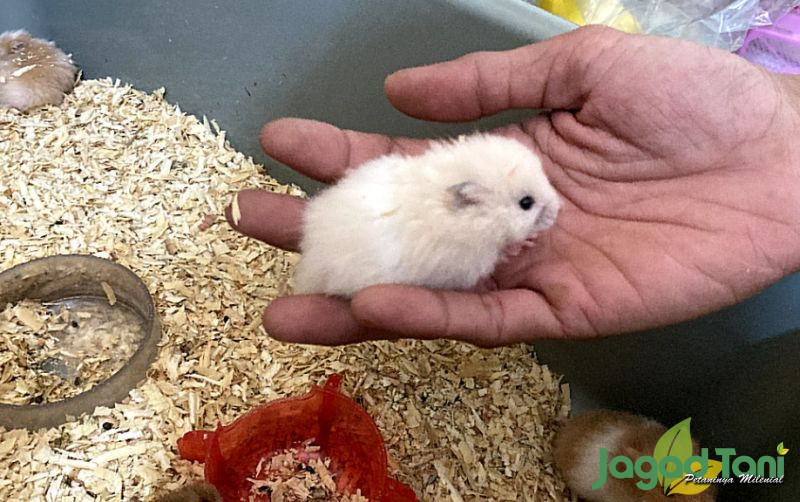uploads/news/2022/02/hamster-94652725835c907.jpg