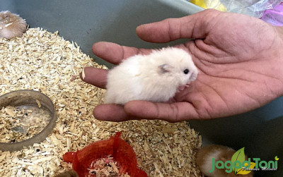 uploads/news/2022/02/hamster-94652725835c907_400.jpg
