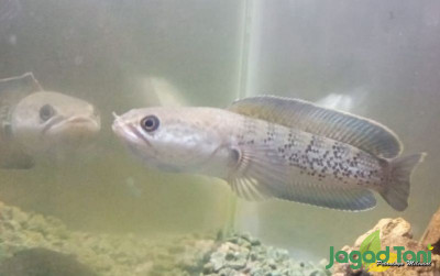 uploads/news/2022/02/ikan-channa-stress-simak-2040163c85d8fea_400.JPG