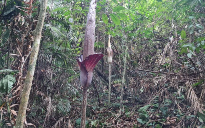uploads/news/2022/02/makin-langka-bunga-bangkai-50141839559941f_400.jpg