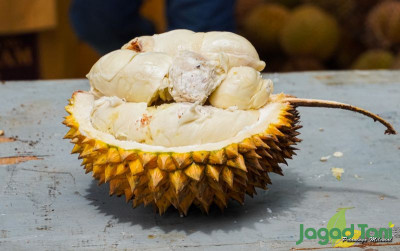 uploads/news/2022/02/mengenali-ciri-utama-durian-40001e84c70e231_400.jpg