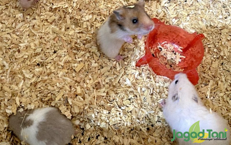 uploads/news/2022/02/mengetahui-kebiasaan-unik-hamster-824485208c38099.jpg