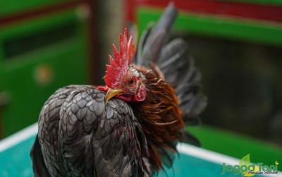 uploads/news/2022/02/mengetahui-kisaran-harga-ayam-26078487c42ae8a_400.jpg