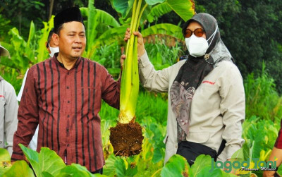 uploads/news/2022/02/mengintip-talas-varietas-baru-55717c49e85d656_400.jpg