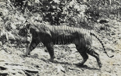 uploads/news/2022/02/menguak-keberadaan-harimau-jawa-777817de0a28957_400.jpg