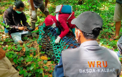 uploads/news/2022/02/nyaris-kehilangan-tangan-orangutan-60274b0ad41607b_400.jpg