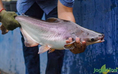 uploads/news/2022/02/pahami-kebiasaan-makan-ikan-4136825a42bf1d1_400.jpg