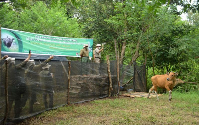 uploads/news/2022/02/pelepasliarkan-banteng-demi-konservasi-32168bea72f8aa8_400.jpg