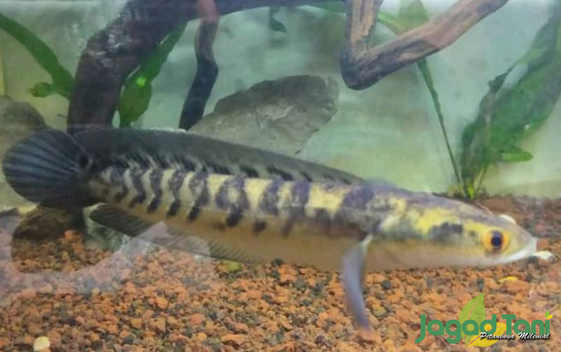 uploads/news/2022/02/perawatan-khusus-channa-yellow-745347ab78721ee.jpg