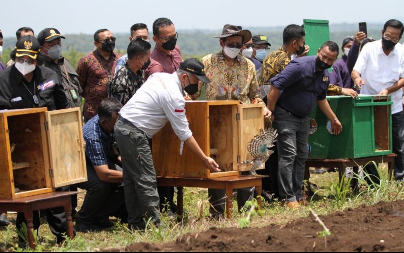 uploads/news/2022/02/raptor-penanda-keistimewaan-hutan-53433b34ba04c53.jpeg