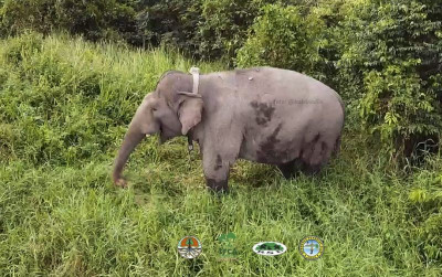 uploads/news/2022/02/rekayasa-demi-gajah-tidak-76923011d761dfa_400.jpg