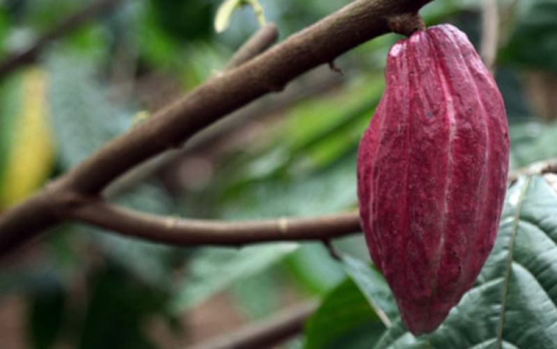 uploads/news/2022/02/tanda-cinta-petani-cokelat-892828bcdcf0591.jpg