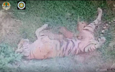 uploads/news/2022/02/tiga-anak-harimau-sumatera-855443e9ebc4d7b_400.jpeg