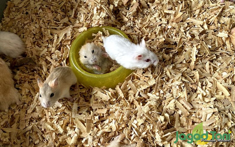 uploads/news/2022/02/tutorial-merawat-hamster-bagi-212056922475b3e.jpg