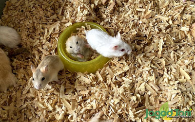 uploads/news/2022/02/tutorial-merawat-hamster-bagi-212056922475b3e_400.jpg