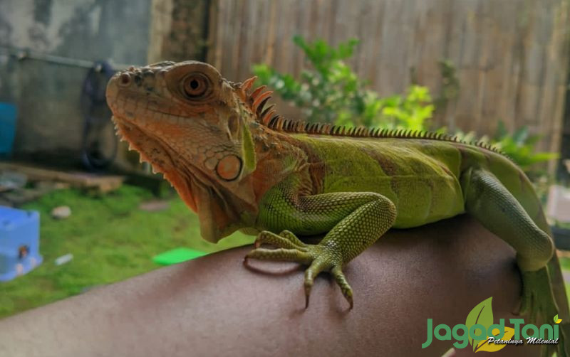 uploads/news/2022/03/3-cara-menjinakan-iguana-47599391b27ef6d.jpg